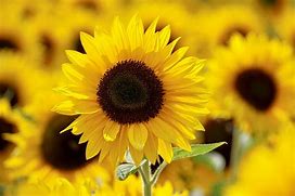 Image result for Invisible Disabilities Sunflower