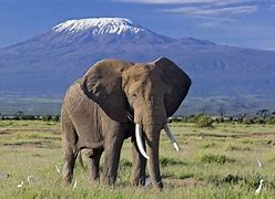 Image result for Amboseli National Park Images