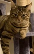 Image result for Angry Cat Table Meme