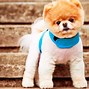 Image result for Pomeranian Dog Cute Animals