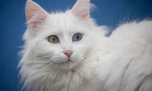 Image result for Smallest Domestic Cat Breed