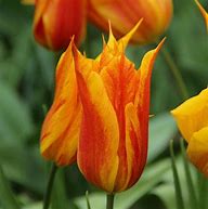 Image result for Tulipa Vendee Globe