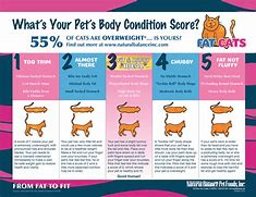 Image result for Fat Cat Scale Meme