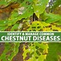 Image result for Chestnut Tree No Leaves