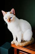 Image result for Cream Colored Cat with Pink Nose