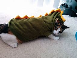 Image result for Cat Wearing Dinosaur Hoodie