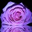 Image result for Rose Picture Printable in Color