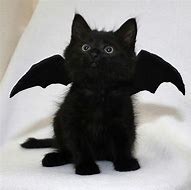 Image result for Bat Cat PFP