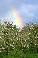 Image result for Orchard of Rainbow Trees