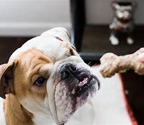 Image result for Bulldog Eating Biscuits