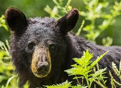 Image result for What Does Bear Scatt Look Like