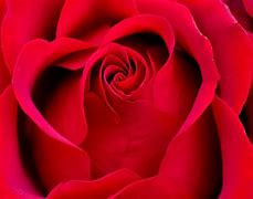 Image result for Prettiest Roses with Diamonds