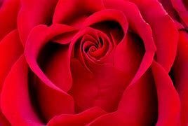 Image result for Red Rose Pic