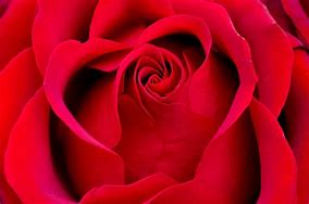 Image result for Belle Red Rose