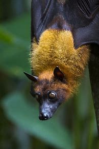 Image result for Nebraska Bat Species