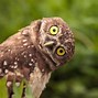 Image result for Exotic Birds Weird