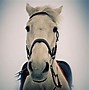 Image result for Free Horse Photography
