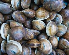 Image result for Old Clams