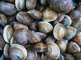 Image result for Southern Quahog Clam