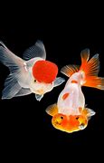 Image result for Goldfish Carp