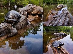 Image result for Turtle vs Crocodile