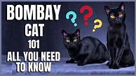 Image result for Bombay Cat Meme
