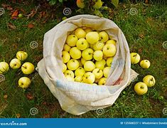 Image result for Bag of Apples