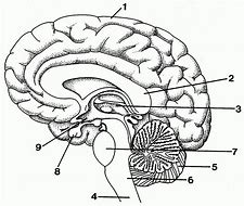 Image result for Brain Unlabeled