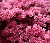 Image result for Pink Spring Flowers