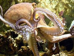 Image result for Cool Backgrounds of Animals Abstract Octopus