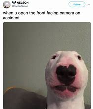 Image result for White Dog Looking at Camera Meme