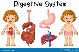 Image result for Giant Panda Digestive System