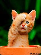 Image result for Cat Facepalm