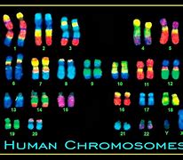 Image result for human chromosomes