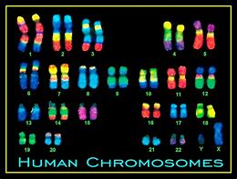 Image result for Human Chromosomes and Genes