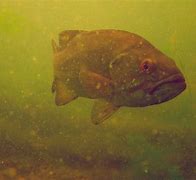 Image result for West Lake Fish