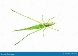 Image result for Green Cricket On White Background