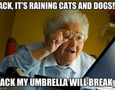 Image result for Raining Cats and Dogs Meme