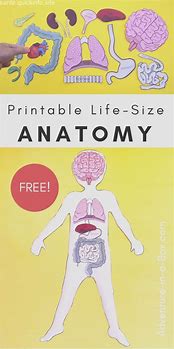 Image result for Child Size Anatomy Free Printable