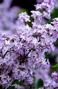 Image result for Lilacs