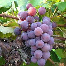 Image result for Catawba Grapes