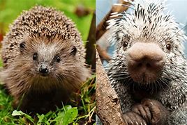 Image result for Porcupine versus Hedgehog