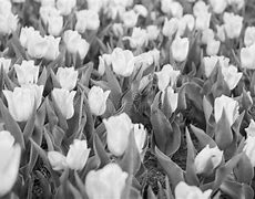Image result for Dutch Tulips