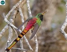 Image result for Sappho Trochilidae