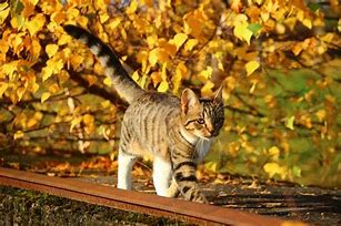 Image result for Grumpy Cat Autumn