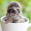 Image result for Baby Sloth Wallpaper for Kindle