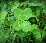 Image result for 4 Leaf Clover