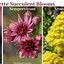 Image result for Succulent Plant Types Names