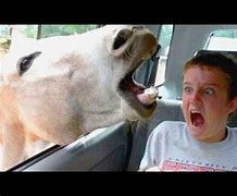 Image result for Best Funny Moments
