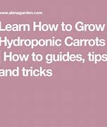 Image result for Hydroponic Carrot Growing